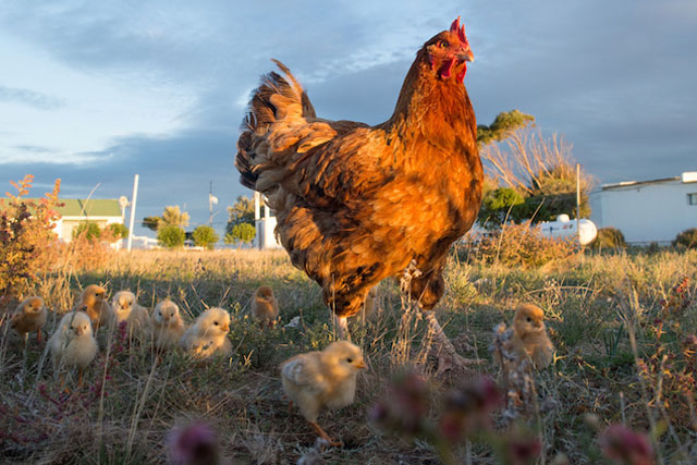 Внутренние куриные паразиты: с наседкой у цыплят выработается иммунитет