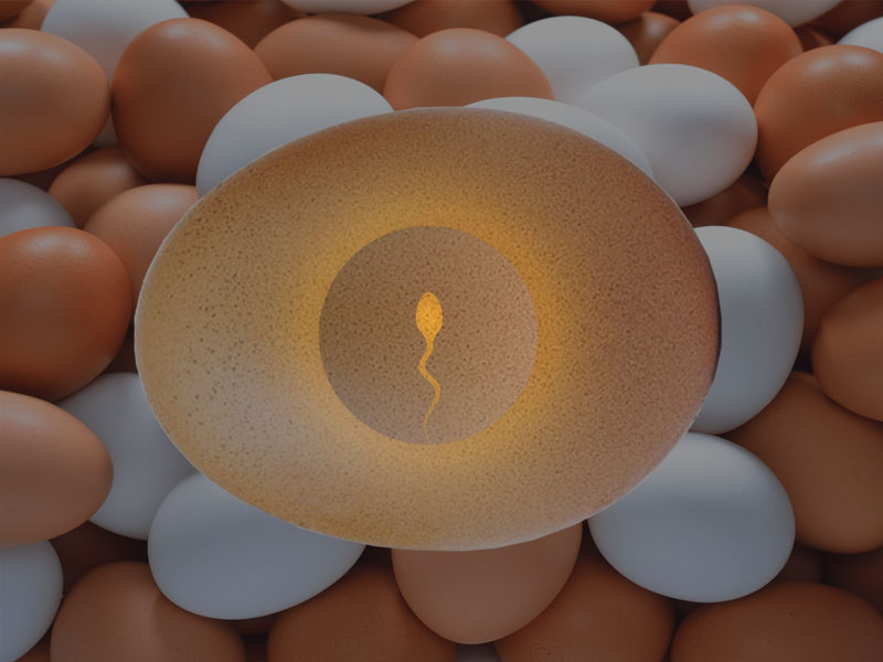 Пять фактов про инкубационные яйца