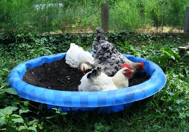 Обзор куриных паразитов - пылевой бассейн для кур