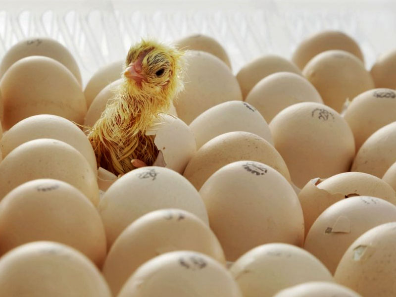 Пять фактов о куриных яйцах