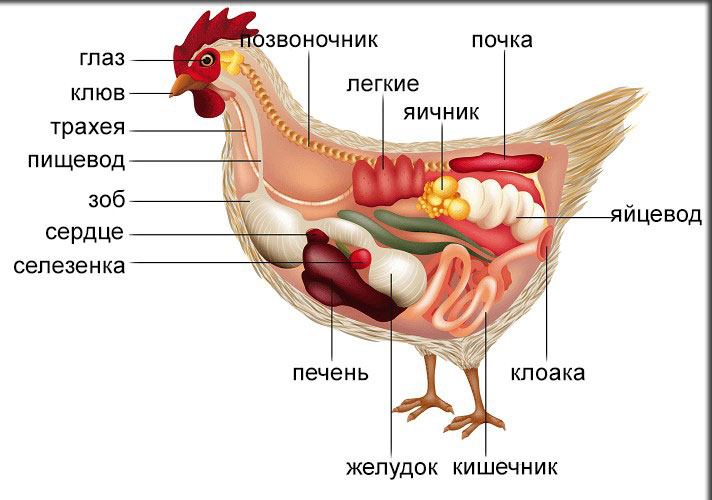 Строение курицы