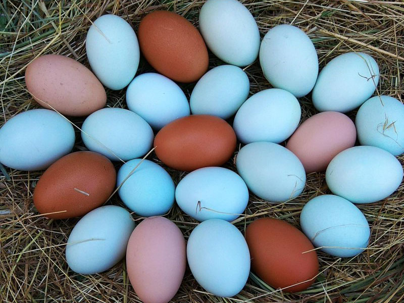 как получить цветные яйца кур