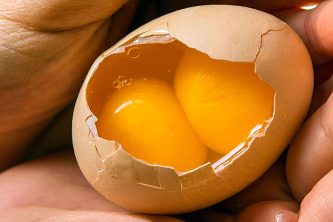 Двойные желтки в яйце