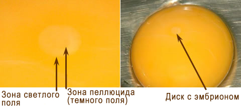 Оплодотворенное яйцо