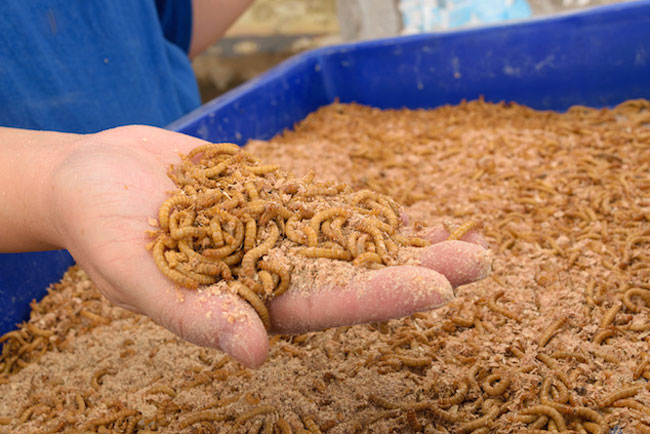 Что такое мучной червь mealworms