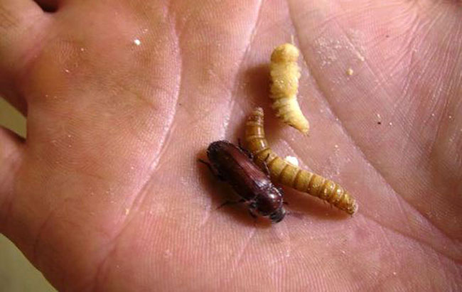 Три стадии развития мучных червей