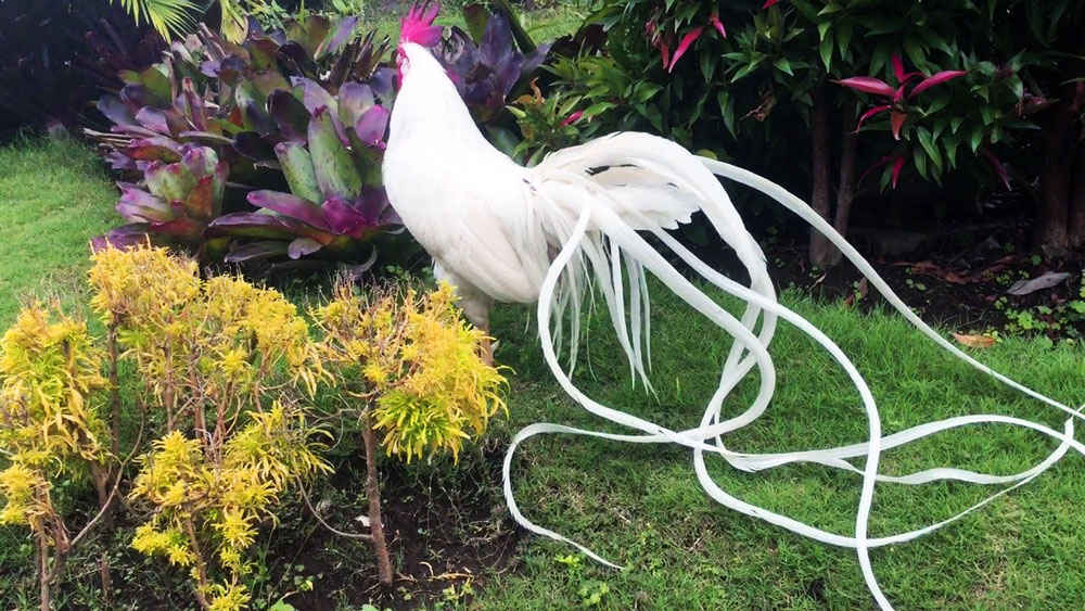 Японская длиннохвостая курица