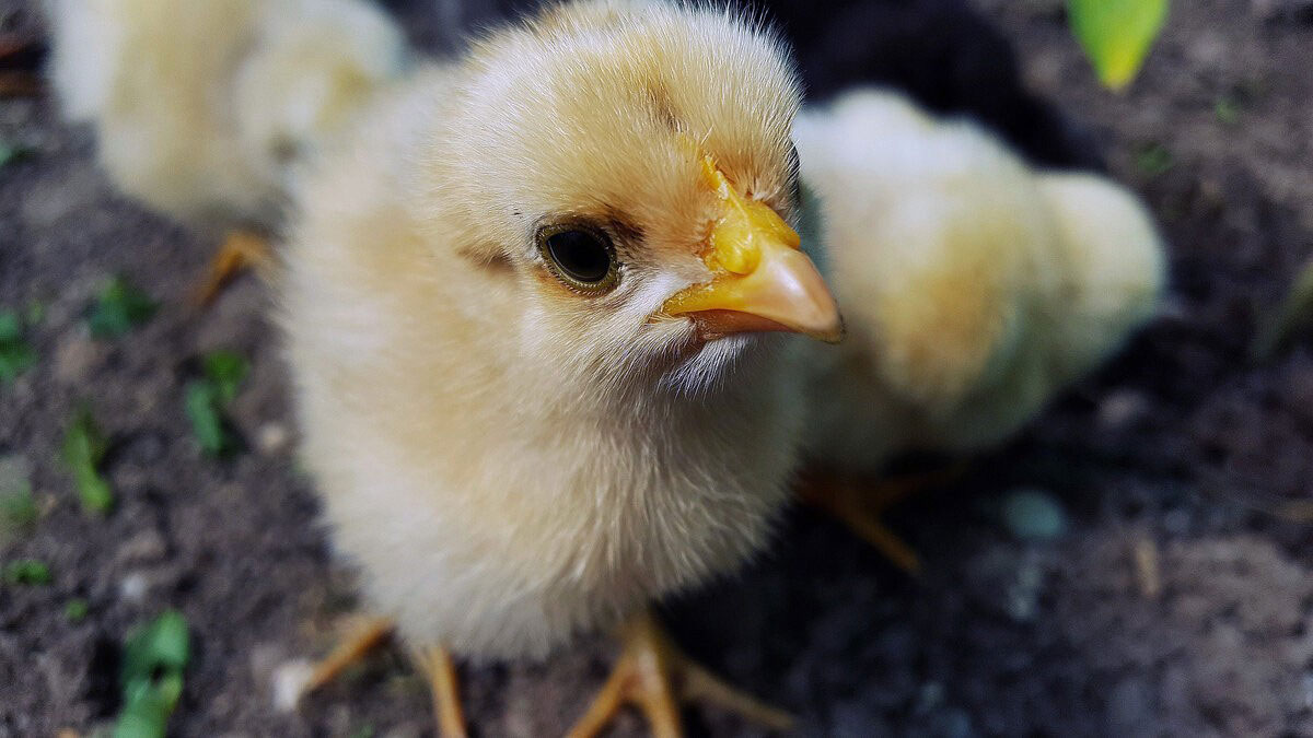А вы яйца правильно хранили перед инкубацией?