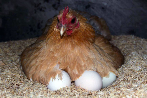Курица-наседка высиживает цыплят